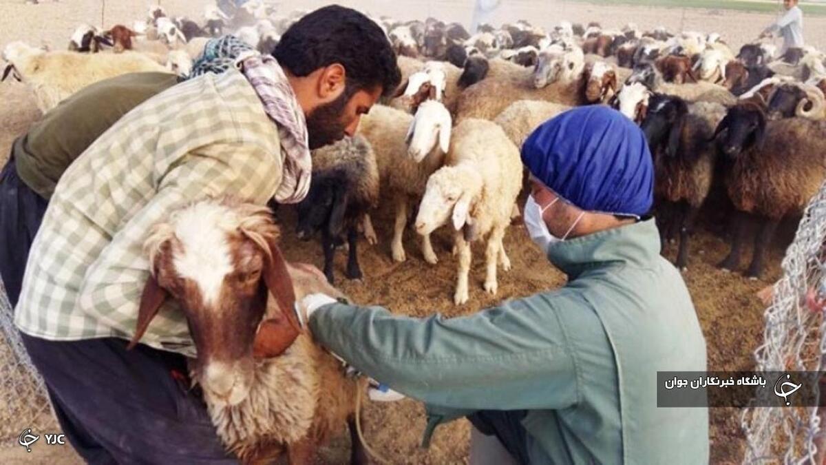 باشگاه خبرنگاران -مایه کوبی ۵۰ هزار رأس دام سبک علیه بیماری‌های دامی در مهاباد
