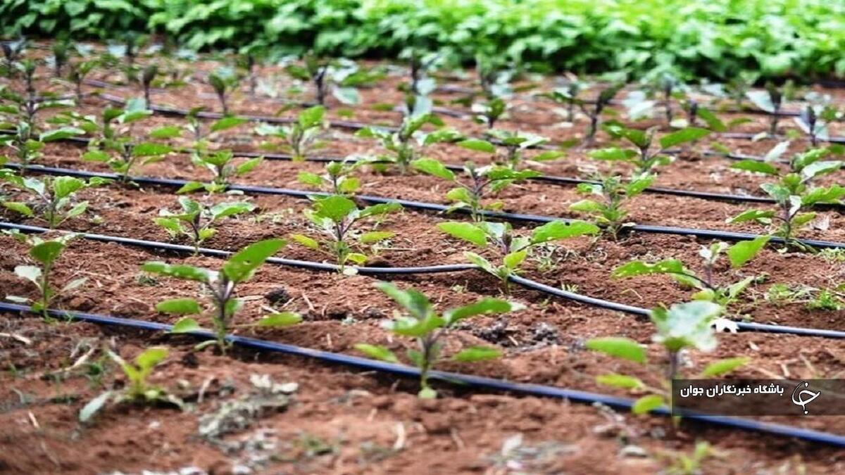 باشگاه خبرنگاران -آبیاری ۶۰ درصد مزارع آذربایجان‌غربی با نوار تیپ