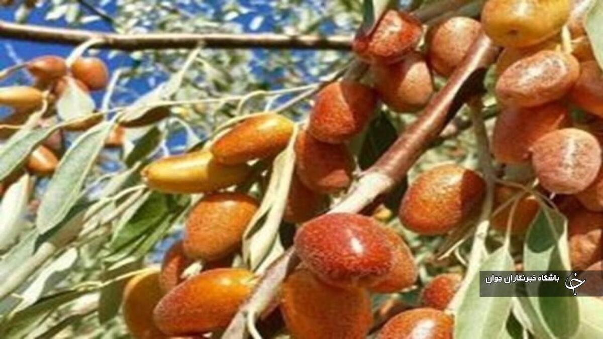 باشگاه خبرنگاران -پیش‌بینی برداشت حدود ۴۰ تن سنجد از باغ‌های آذربایجان‌غربی