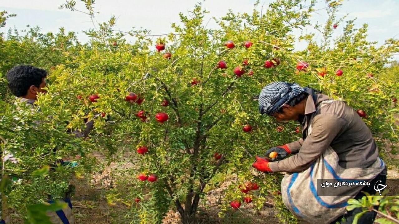پیش‌بینی برداشت هزار و ۳۰۰ تن انار در آذربایجان‌غربی