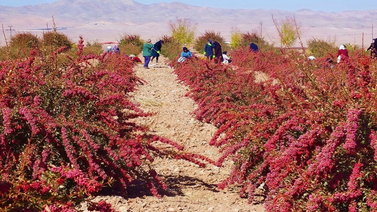 پرداخت ۱۵۰ میلیارد تومان اعتبار به تعاونی ها برای خرید توافقی محصولات
