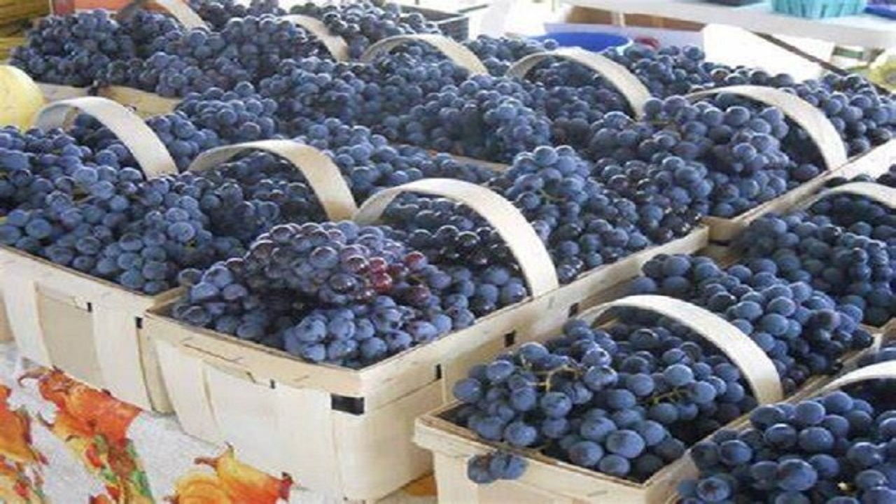 صادرات چهار هزار تن انگور از خراسان‌شمالی
