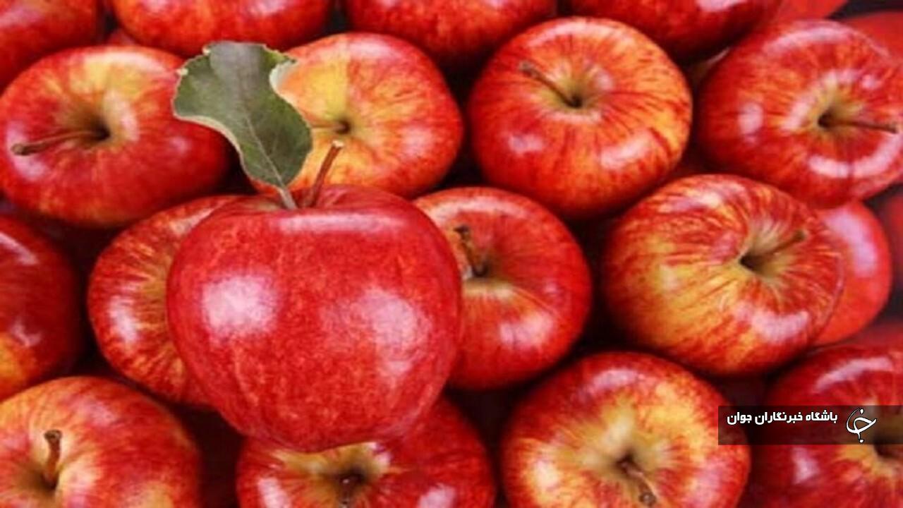 ۲۰۰ هزار نفر در بخش تولید سیب درختی آذربایجان‌غربی اشتغال دارند