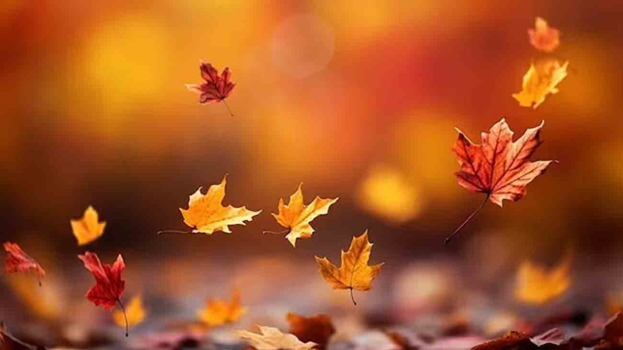 چرا پاییز فصل عاشقی است؟ + فیلم