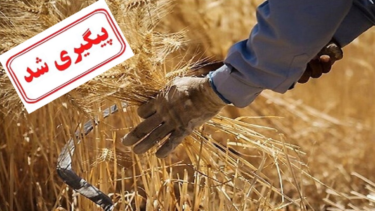 پرداخت مطالبات گندمکاران به زودی