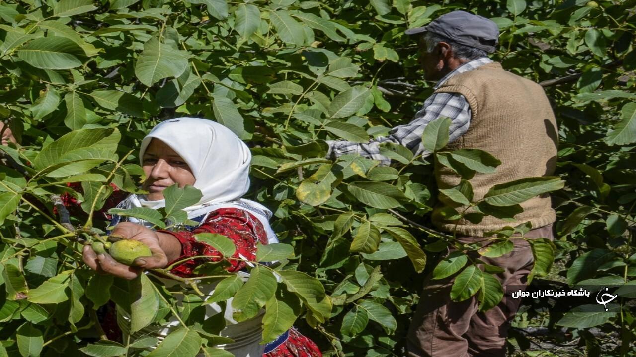 برداشت گردو در آذربایجان‌غربی آغاز شد