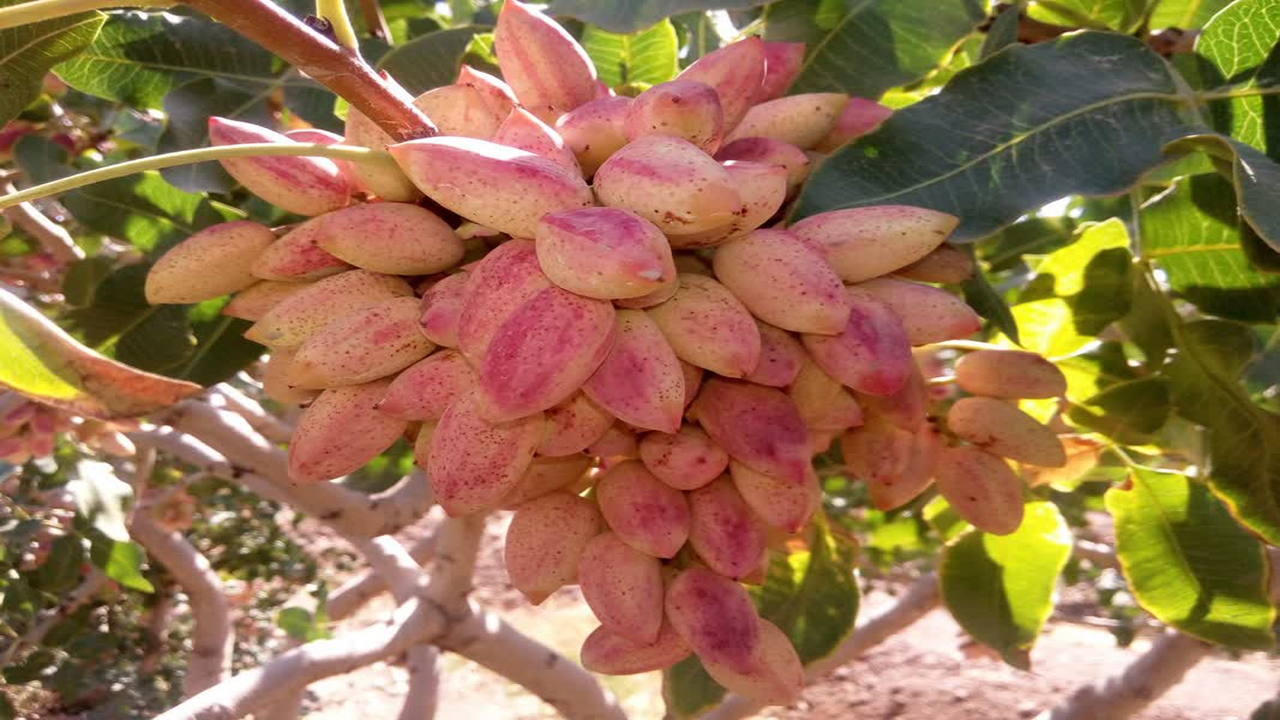 پسته