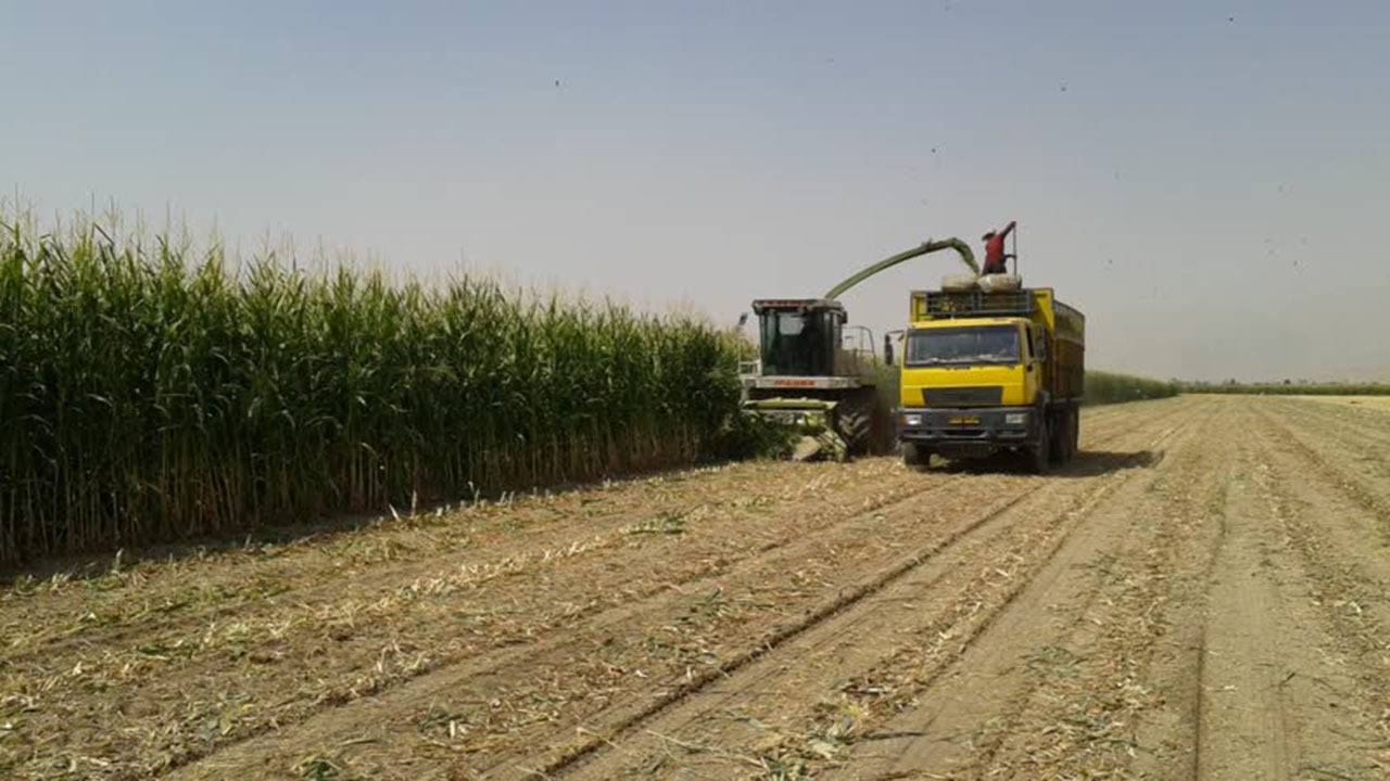 ذرت علوفه ای