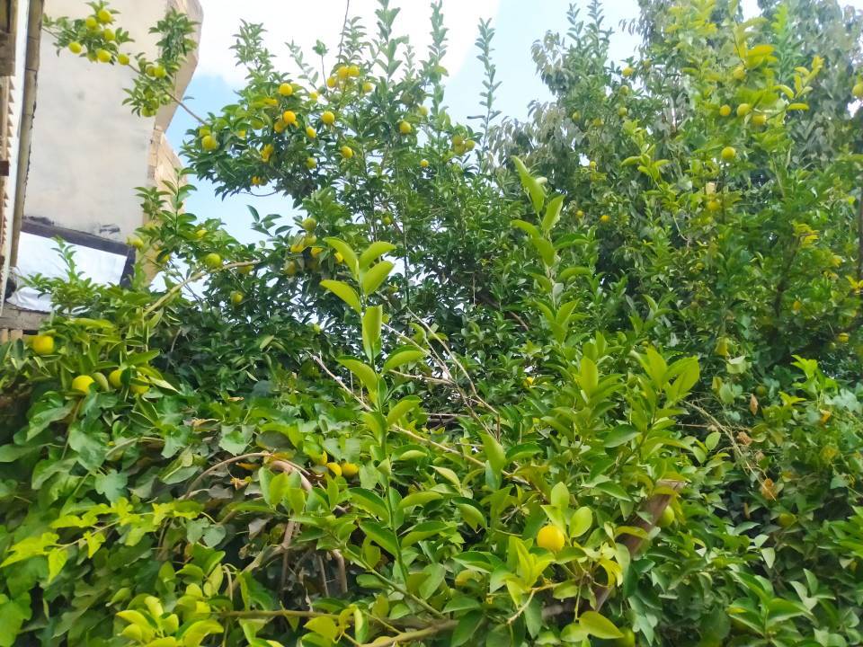 لیموشیرین