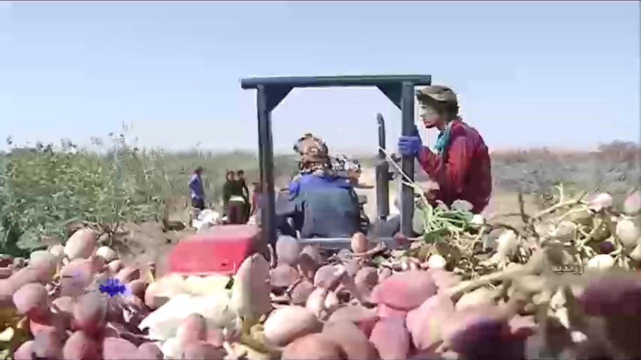 پیش بینی برداشت ۱۴ هزار تن پسته در شهرستان زرندیه + فیلم
