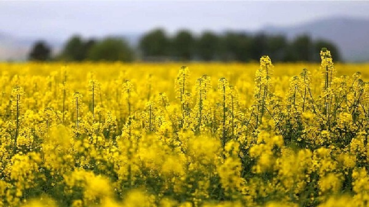کشت پاییزه کلزا در قطب تولید کلزای لرستان آغاز شد