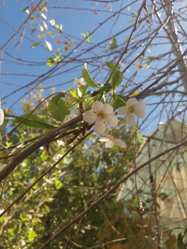 خودنمایی درختان آلبالو