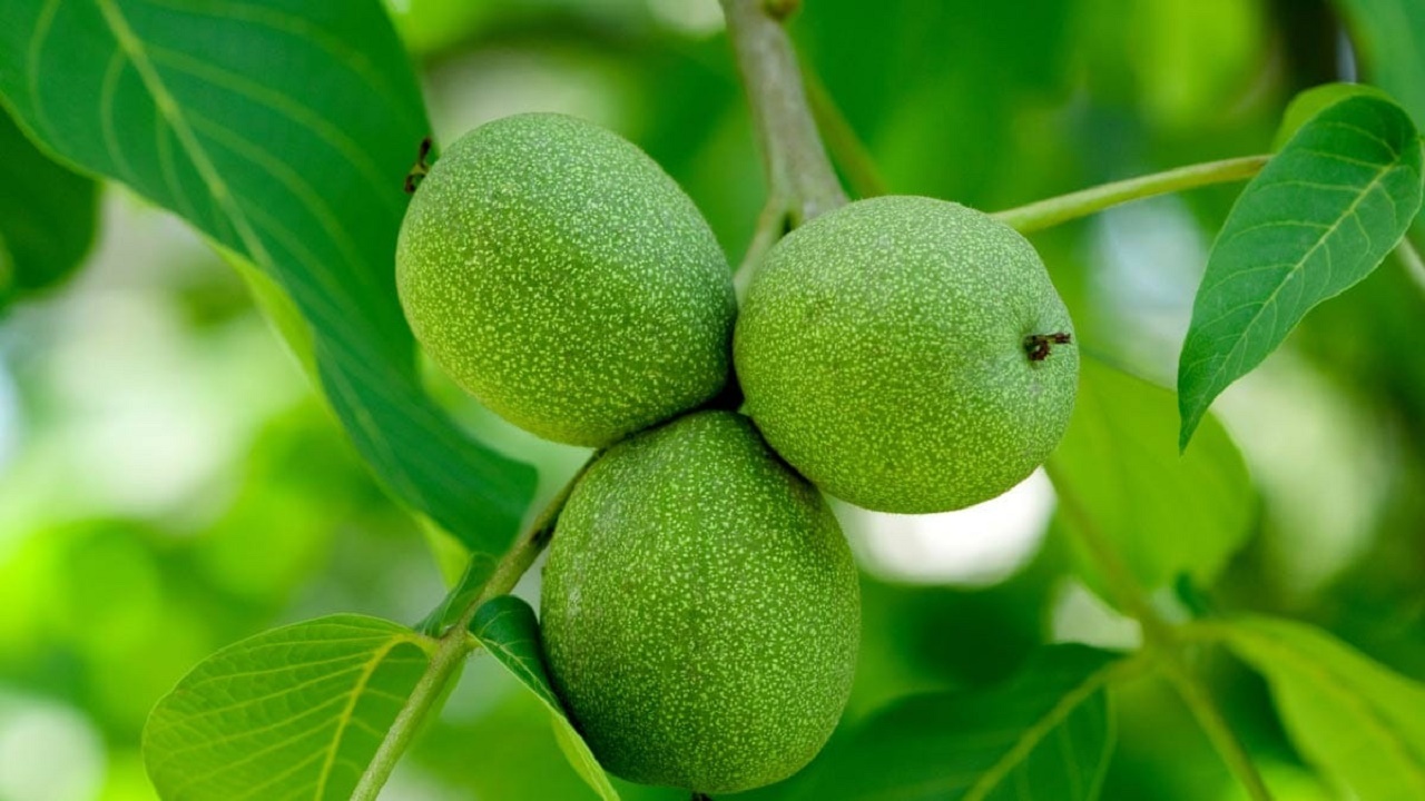 پیش بینی برداشت پنج هزار تن گردو در کردستان