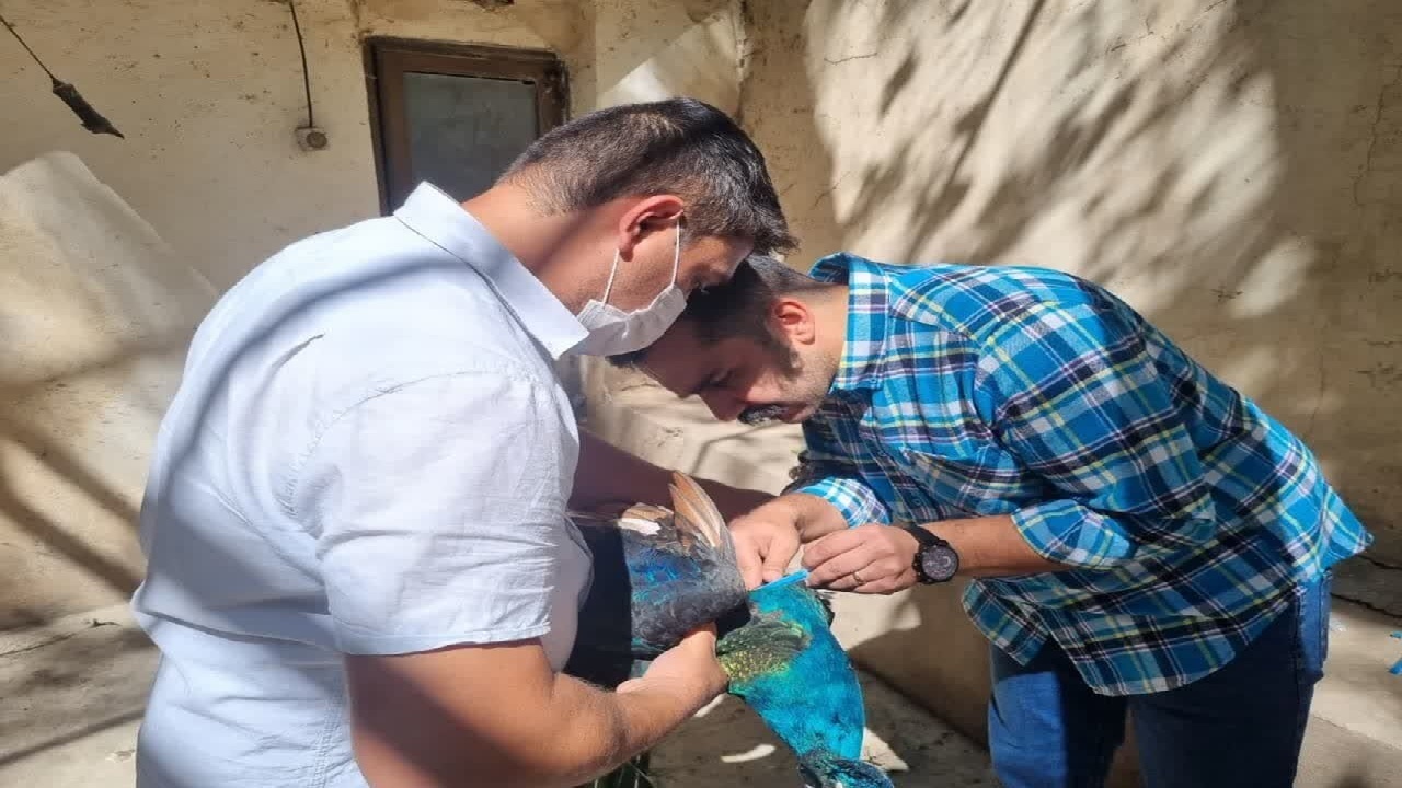 آغاز طرح واکسیناسیون پرندگان در استان البرز