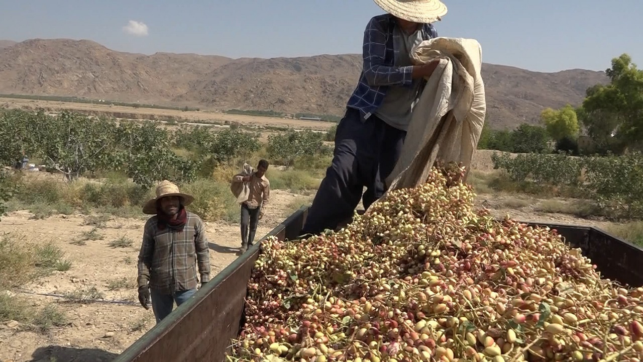 آغاز برداشت پسته در شهرستان حاجی آباد