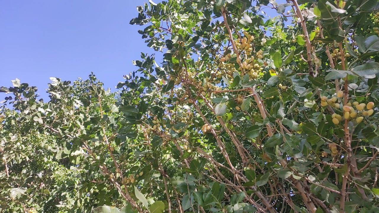درخت میوه