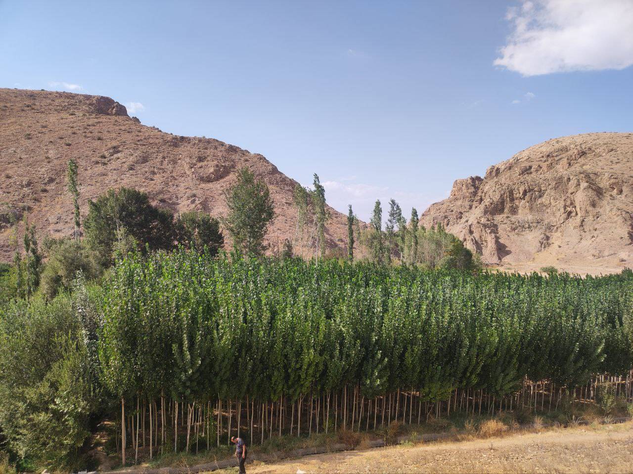 طبیعت سرسبز روستایی