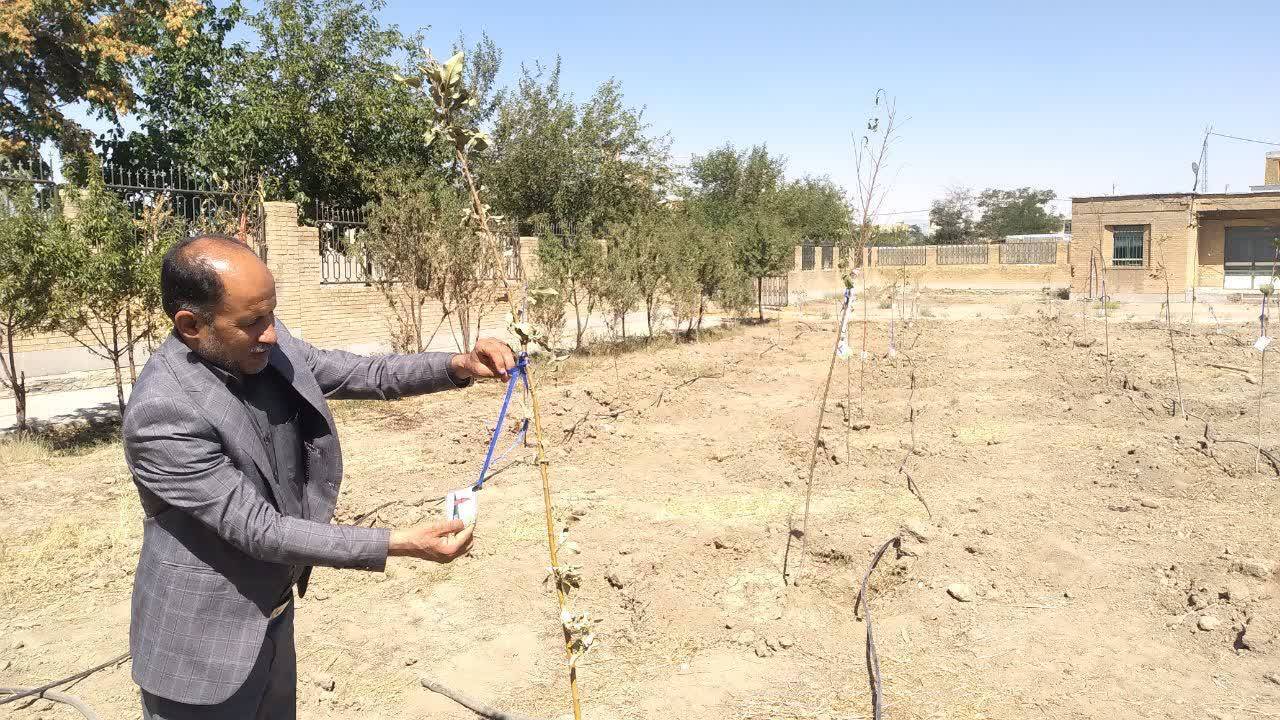 کاشت نهال به یاد شهید