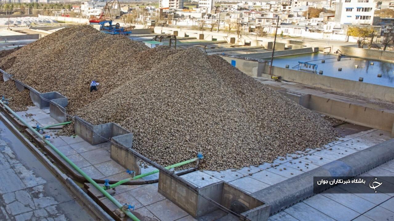 بیش از ۶۰۰ هزار تن چغندرقند در آذربایجان‌غربی خریداری شد