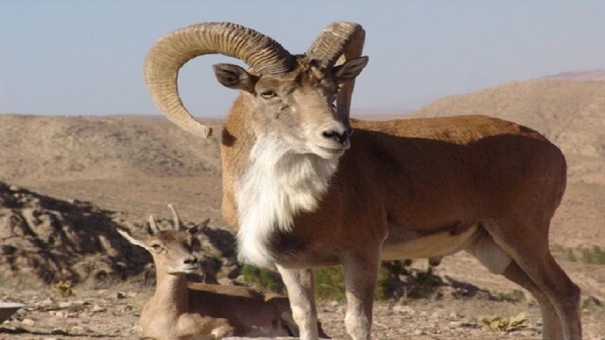 باشگاه خبرنگاران -آغاز سرشماری پاییزه حیات وحش خراسان شمالی
