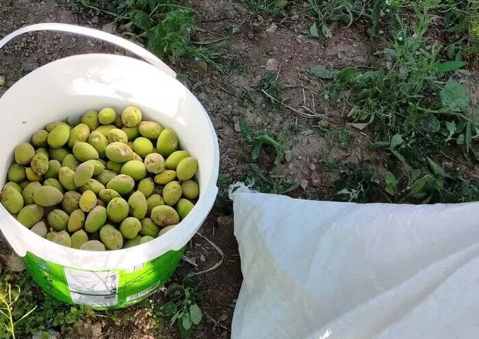 احیای بزرگترین بادامستان شرق کشور، گروگان بودجه یا تغییرات اقلیمی