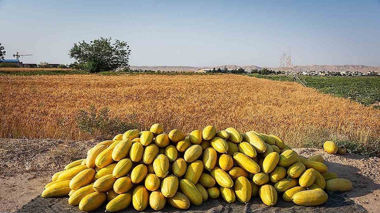 میزان تولید کشاورزی خراسان رضوی از میانگین کشوری بیشتر است