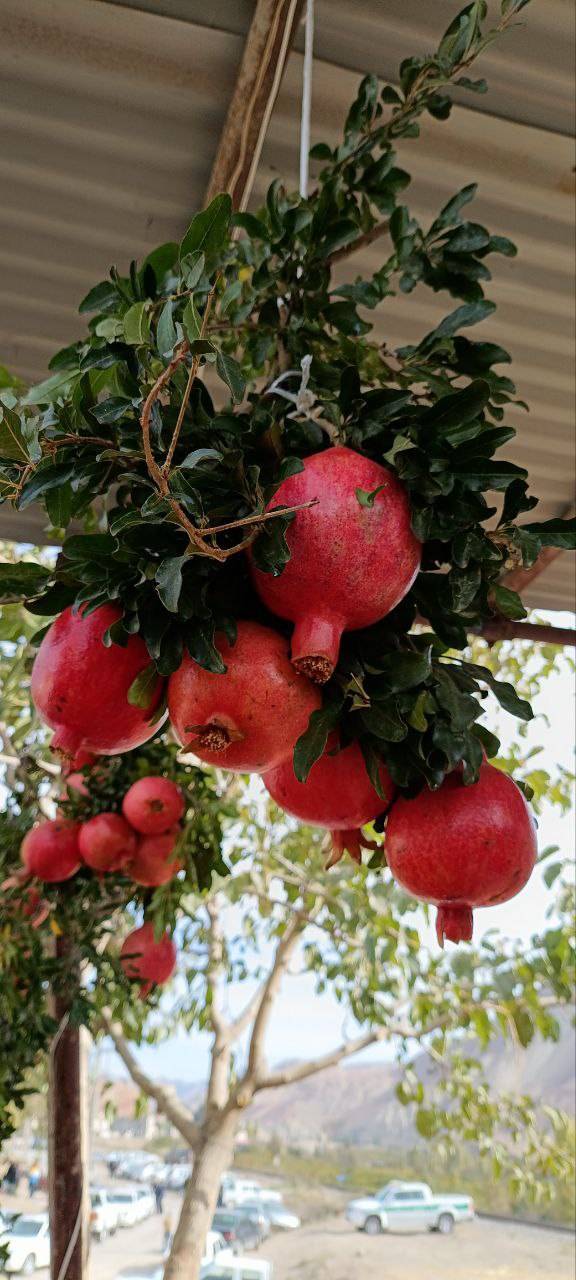 نگاهی به جشنواره انار روستای محمود آباد