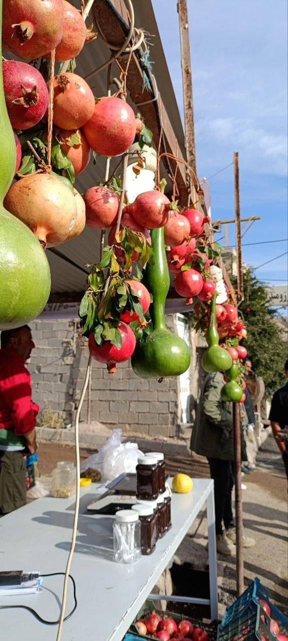 برگزاری جشنواره انار