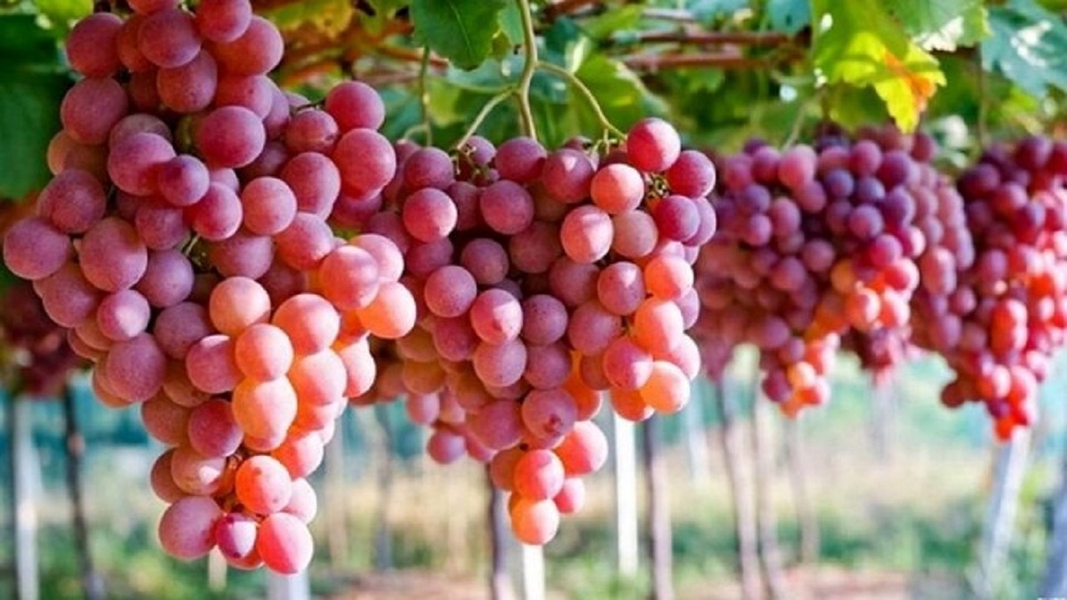 باشگاه خبرنگاران -سرفرازی تاکداران خراسان شمالی با اجرای طرح فراز