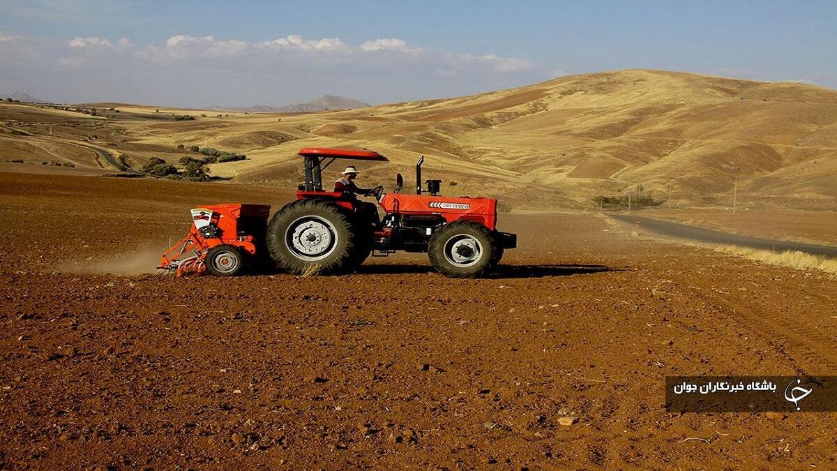 باشگاه خبرنگاران -۵۴ هزار هکتار از مزارع بوکان به کشت گندم اختصاص یافت