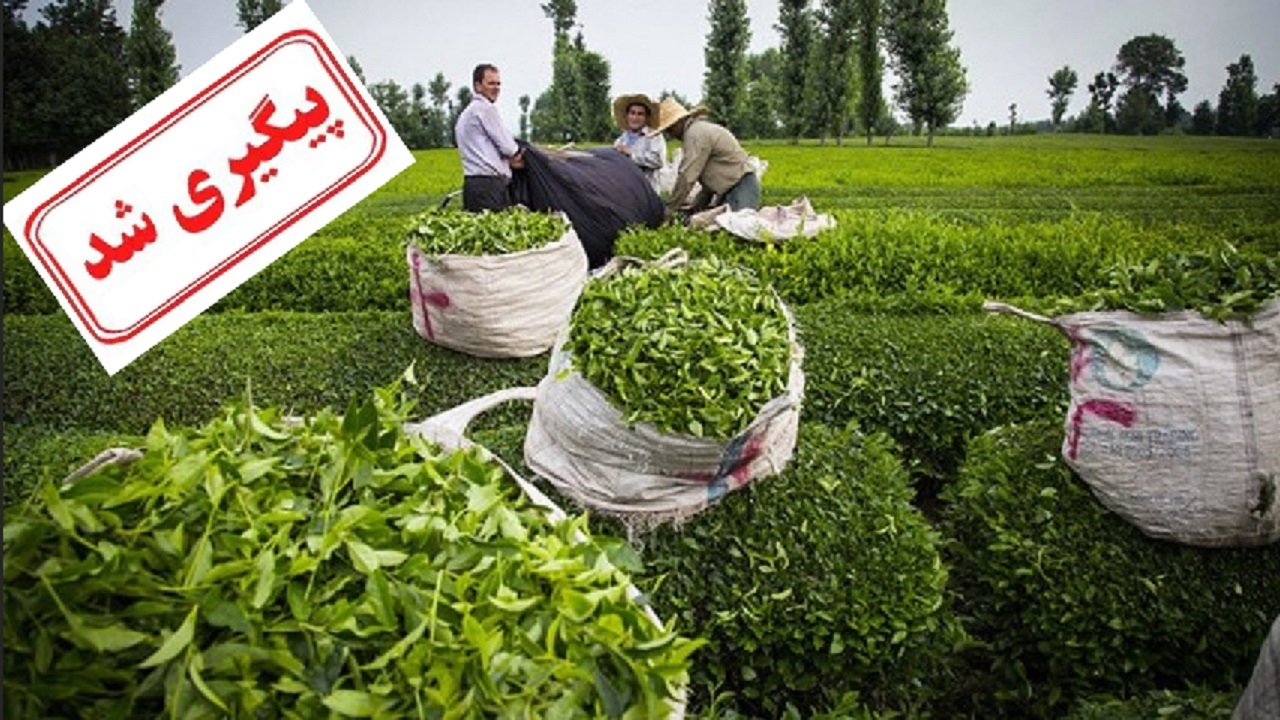 بخشی از مطالبات چایکاران پرداخت شد