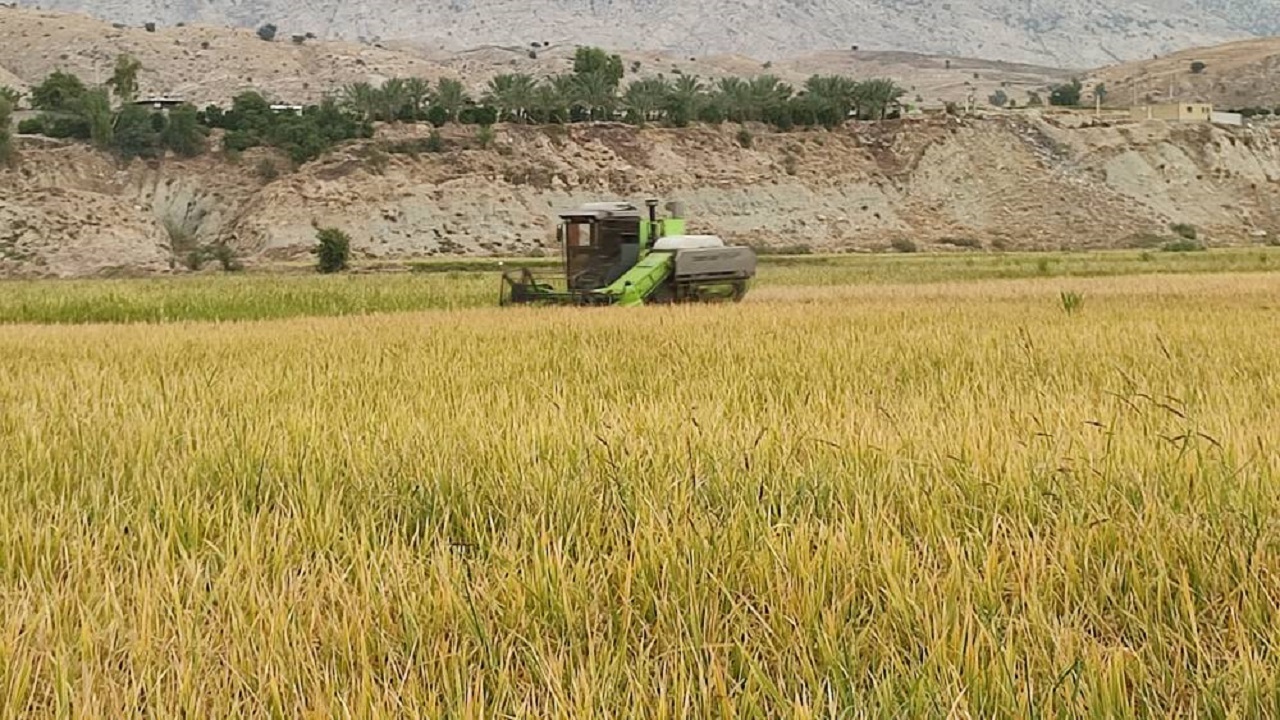 برداشت هزار و ۷۰۰ تن برنج از شالیزار‌های لنده