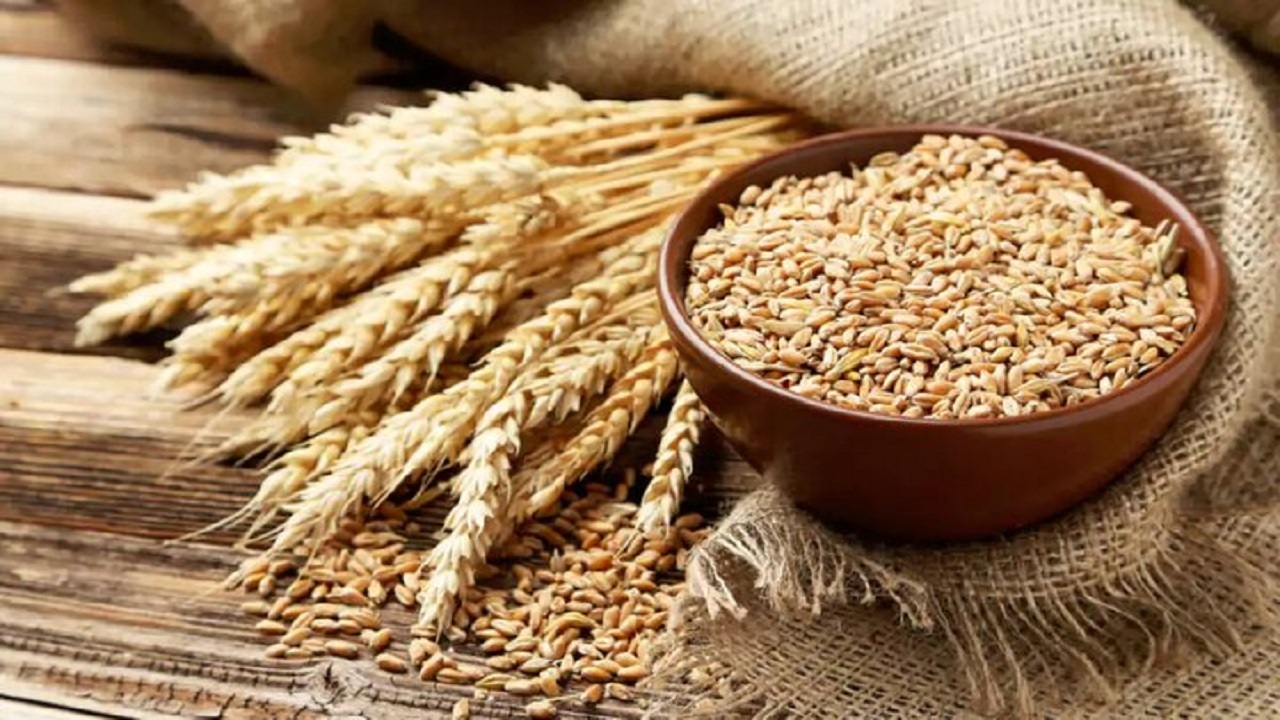 خرید ۶۸ هزار تن گندم در چهارمحال و بختیاری