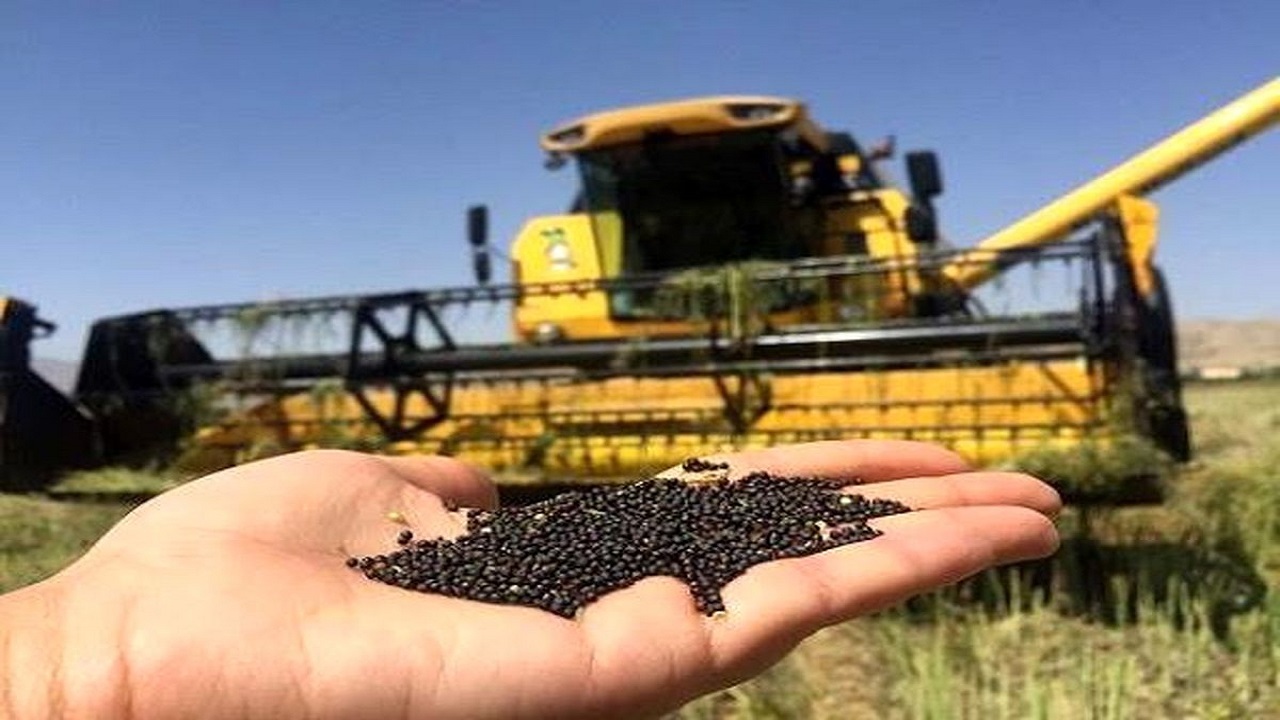 پرداخت باقیمانده پول کلزاکاران گلستانی به‌زودی