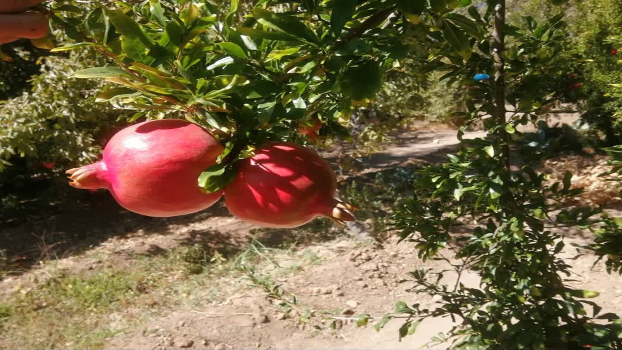 انار
