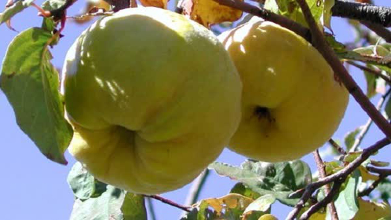 میوه به