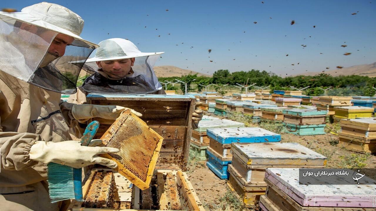 ۹۵۰ تُن عسل در تکاب تولید و روانه بازار شد