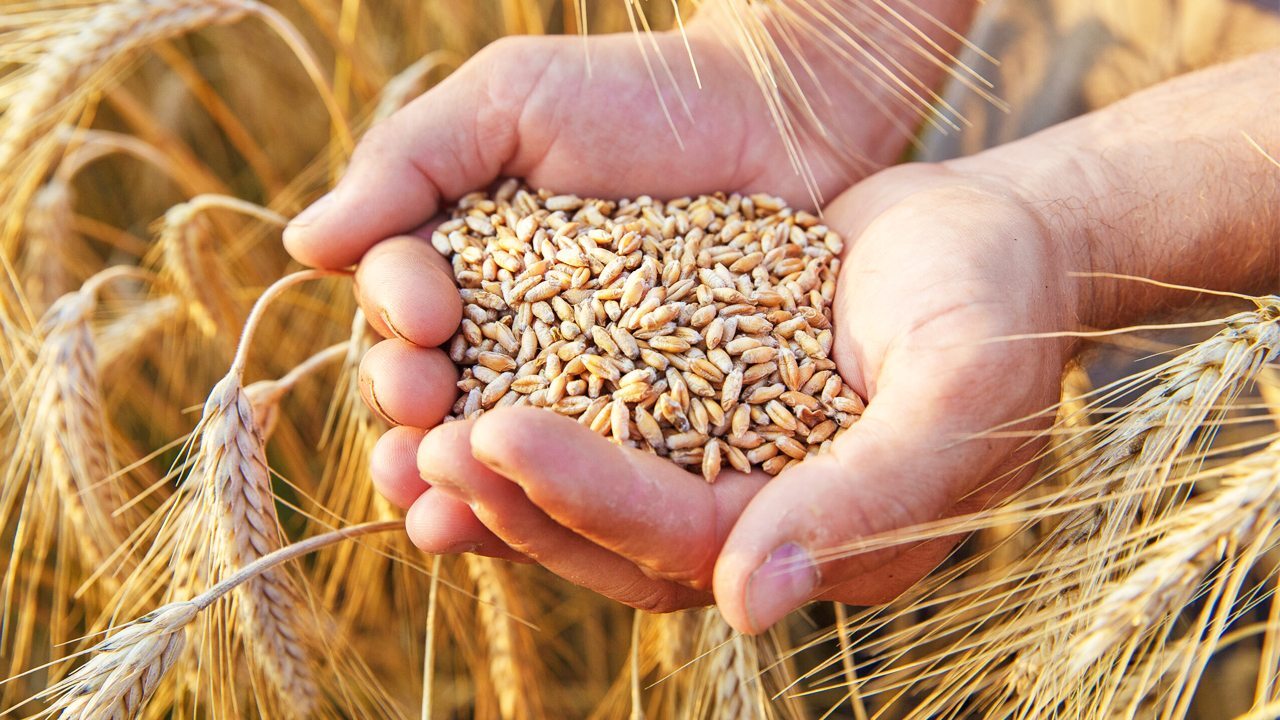 دولت ۸۸ درصد طلب گندم‌کاران کردستانی را پرداخت کرد
