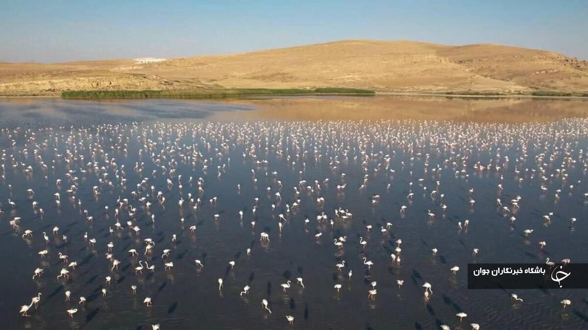 باشگاه خبرنگاران -شمار پرندگان مهاجر در تالاب‌های آذربایجان‌غربی تا ۵۰۰ هزار قطعه می‌رسد
