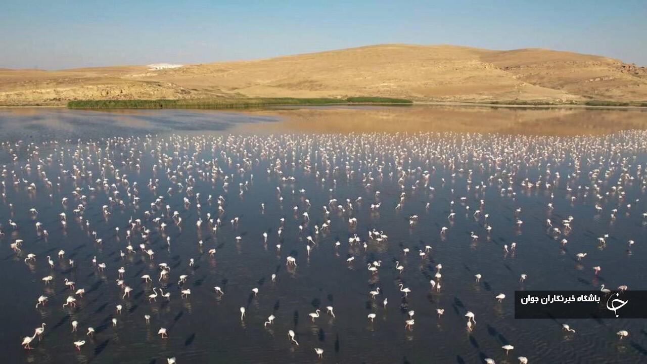 شمار پرندگان مهاجر در تالاب‌های آذربایجان‌غربی تا ۵۰۰ هزار قطعه می‌رسد