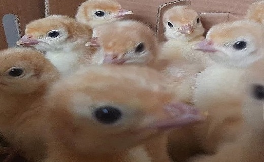فعالیت ۳ کارخانه جوجه&zwnj;کشی بوقلمون در گیلان