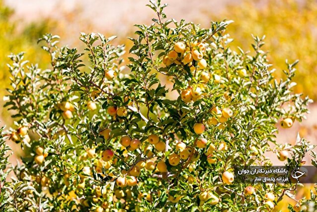 آغاز برداشت سیب از باغات سپیدان فارس