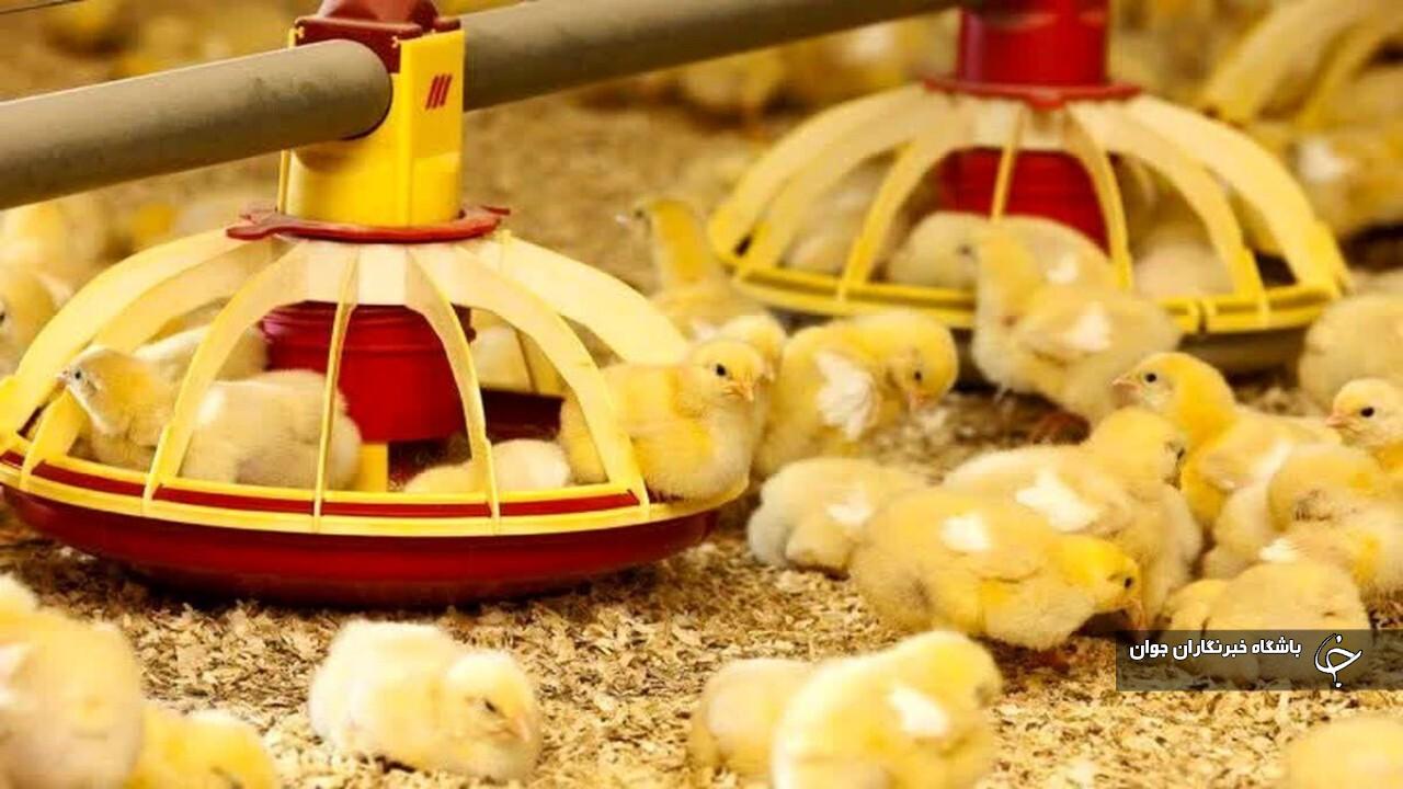 ۳۶ میلیون قطعه جوجه‌ریزی در آذربایجان‌غربی انجام شد