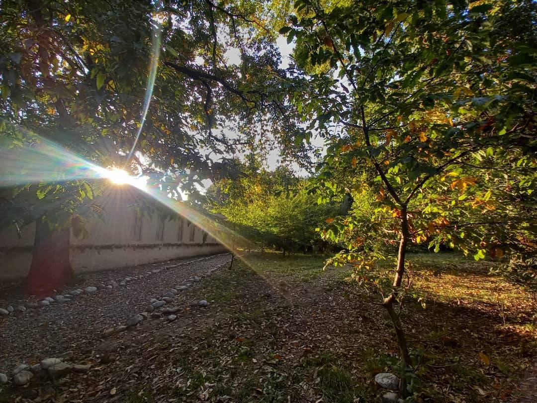 نمایی از جنگل قرق در گلستان