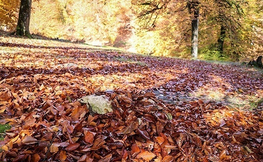 پاییزی رنگارنگ و درخشان در جنگل لولمان