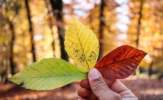 پاییزی رنگارنگ و درخشان در جنگل لولمان