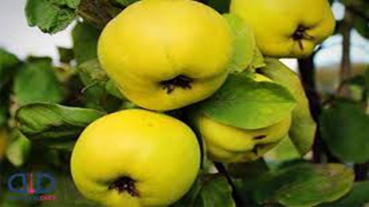 برداشت طلای سرخ گیاهی + فیلم