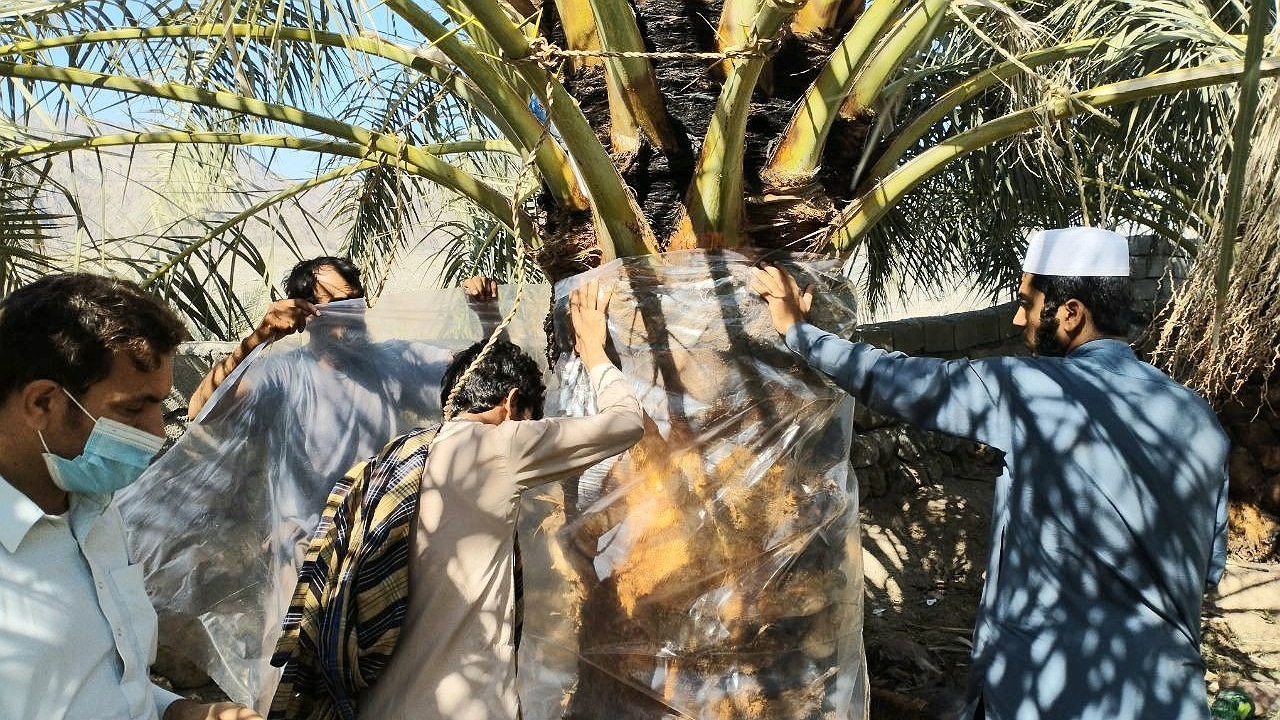 مبارزه با  آفت سوسک سرخرطومی در ۵۰۰ هکتار از نخلستان‌های  فنوج