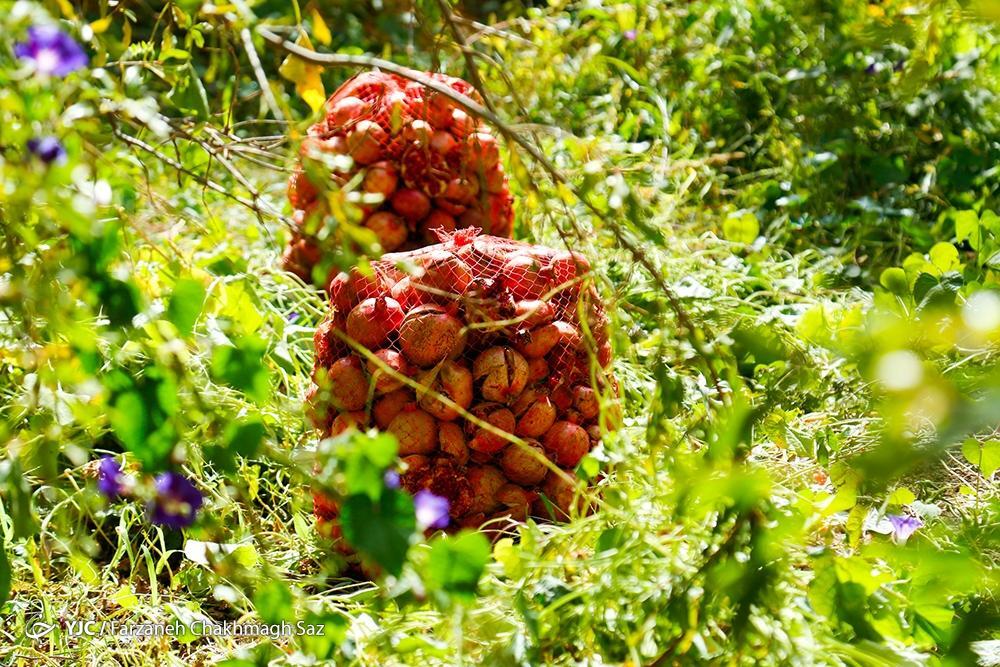برگزاری دومین جشنواره ملی انار ایج و رودبال در اول آذرماه