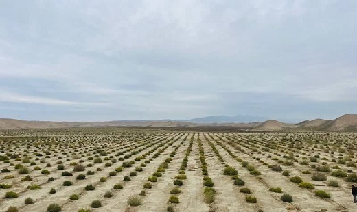 نجات مراتع گلستان از خطر ریزگرد با همکاری مردم نجات مراتع گلستان از خطر ریزگرد با همکاری مردم